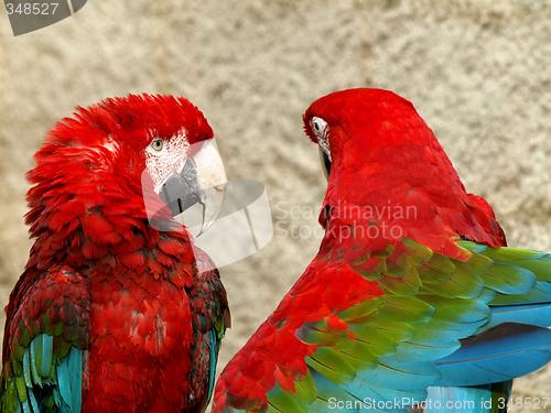 Image of Parrots couple