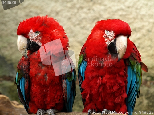 Image of Couple of parrots