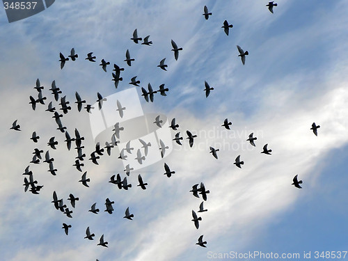 Image of Freedom