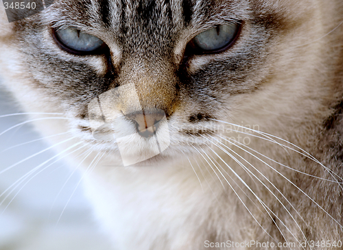 Image of Cat face closeup