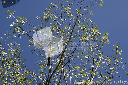 Image of birch leaf