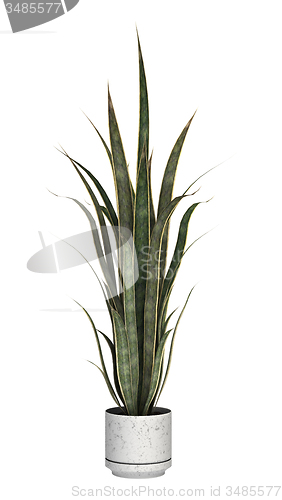 Image of Sansevieria on White