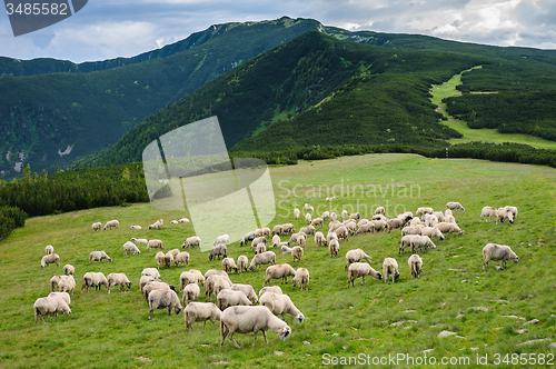 Image of Alpine pastures in Retezat National Park, Carpathians, Romania. 