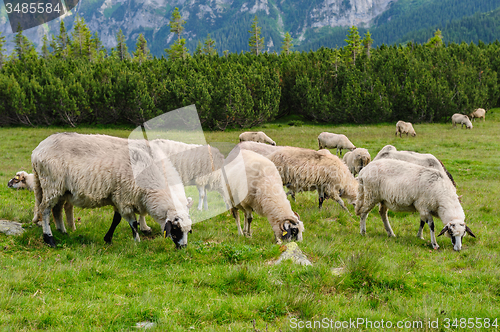 Image of Alpine pastures in Retezat National Park, Carpathians, Romania. 
