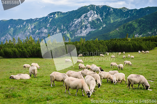 Image of Alpine pastures in Retezat National Park, Carpathians, Romania. 