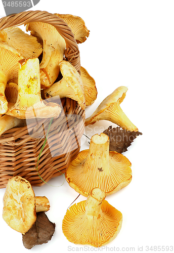 Image of Raw Chanterelles