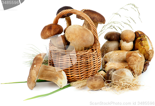 Image of Boletus Mushrooms