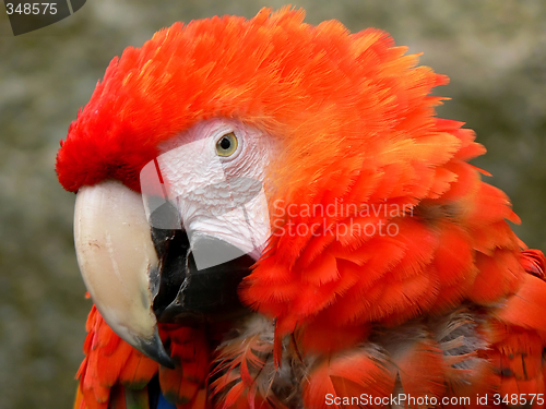 Image of Parrot portrait