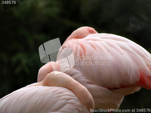 Image of Flamingos couple