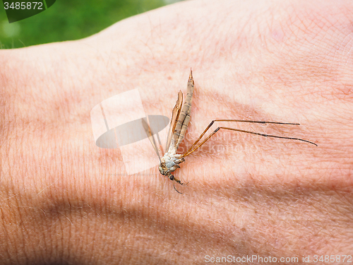 Image of Cranefly insect laying dead on a hand