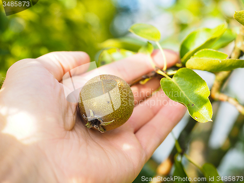 Image of Hand of a caucasian person harvesting ripe pear from tree