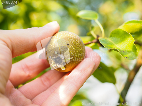 Image of Hand of a caucasian person harvesting ripe pear from tree