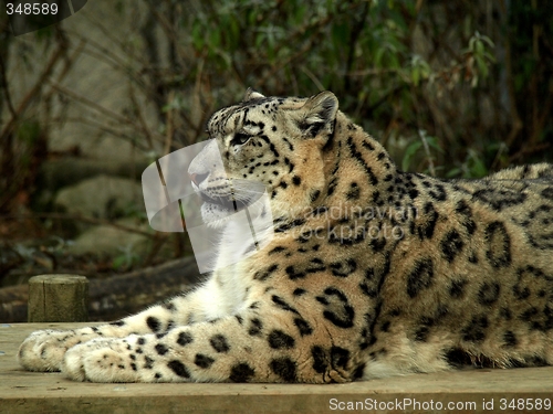 Image of Snow leopard