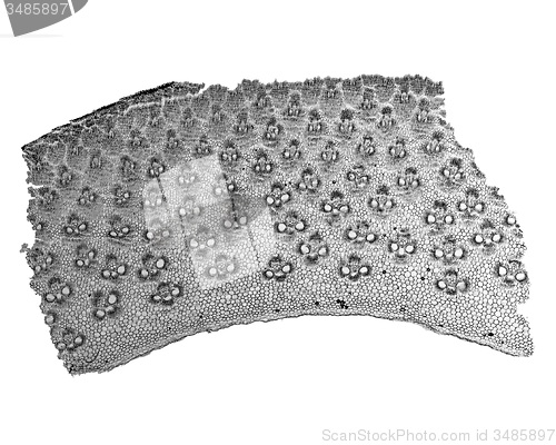 Image of Black and white Bamboo stem micrograph
