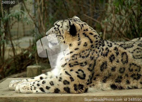 Image of Snow leopard