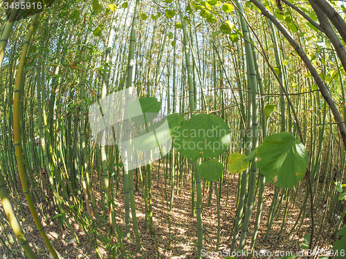 Image of Bamboo tree