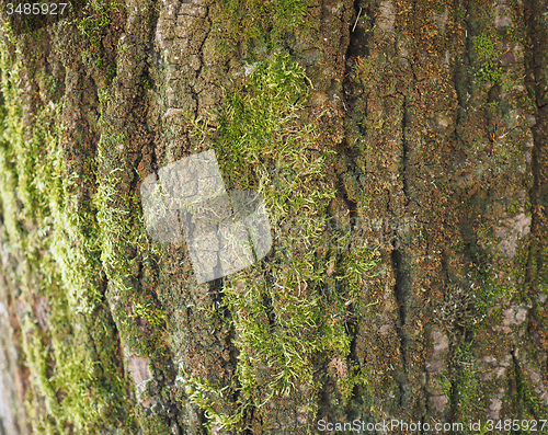 Image of Tree bark background
