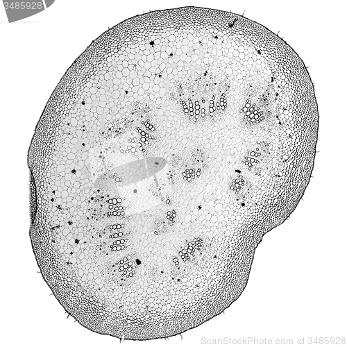 Image of Black and white Mulberry micrograph