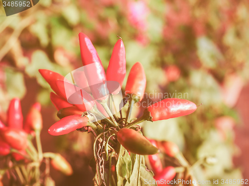 Image of Retro looking Chili Pepper