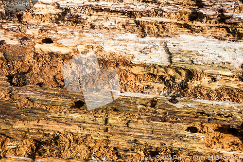 Image of Old bark detail