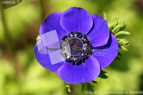 Image of Anemone - blue flower