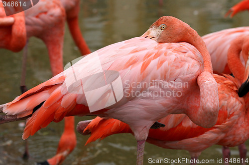 Image of Colorful flamingos