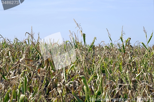 Image of poor maize harvest