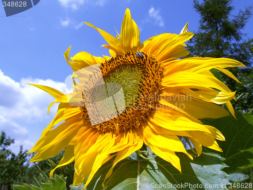 Image of Single sunflower
