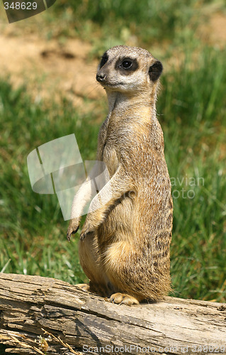 Image of Curious meerkat