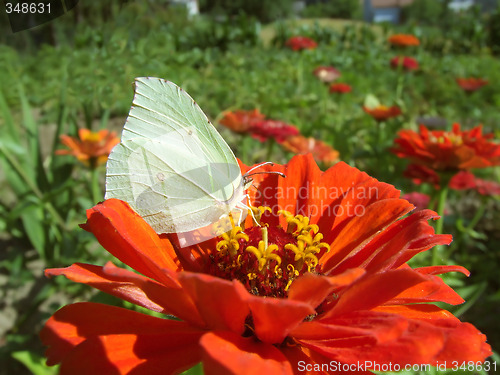 Image of Brimstone butterfly