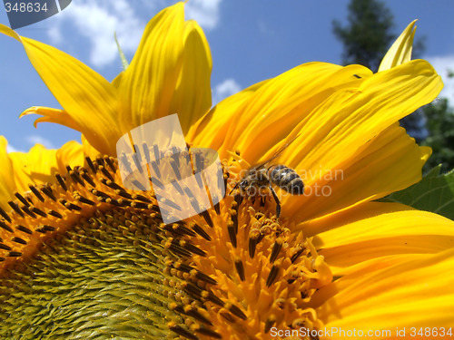 Image of Sunflower