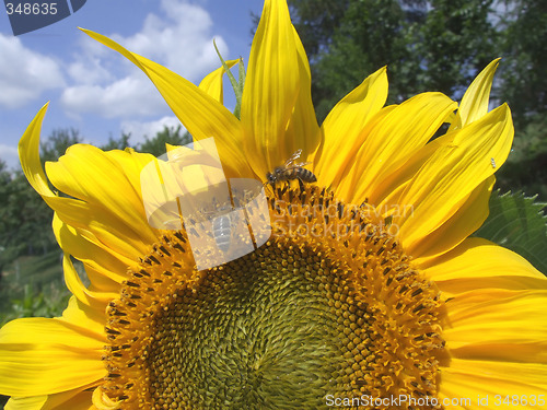 Image of Summer sunflower