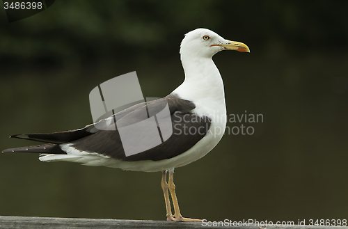 Image of Lesser Black-backed