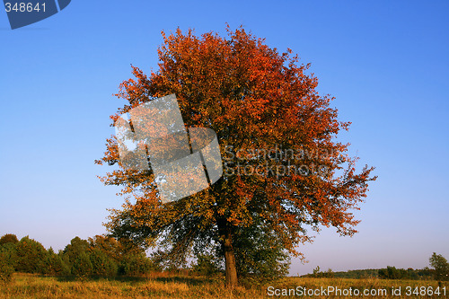 Image of Autumn landscape