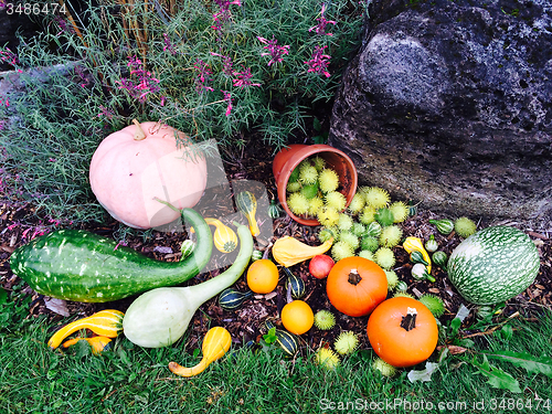 Image of Colorful autumn vegetables decorating a garden