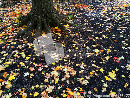 Image of Roots of a tree and golden autumn leaves