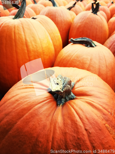 Image of Orange pumpkins at the autumn market