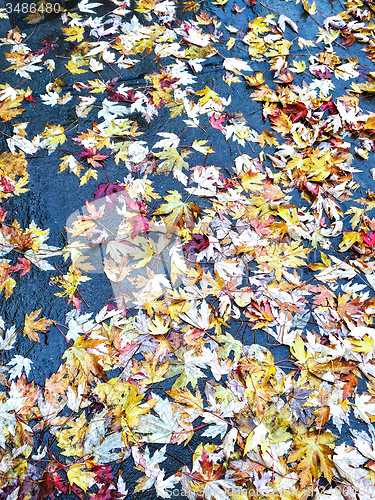 Image of Yellow maple leaves on wet asphalt