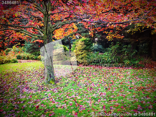 Image of Beautiful autumn landscape full of colors