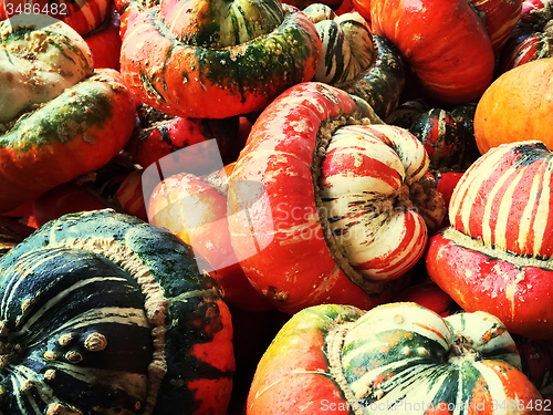 Image of Colorful decorative Turban squashes