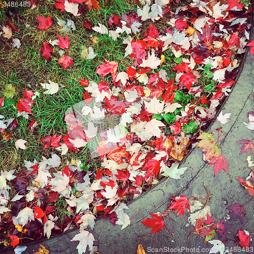 Image of Red maple leaves on green grass