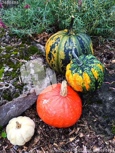 Image of Colorful pumpkins decorating an autumn garden