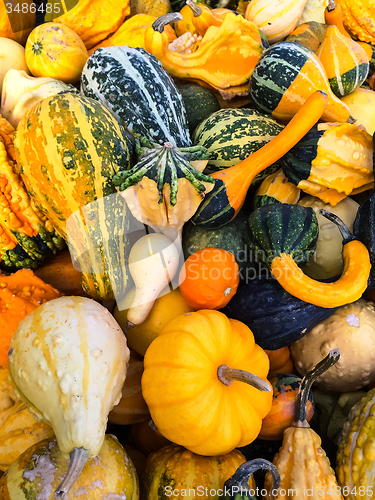 Image of Variety of colorful gourds