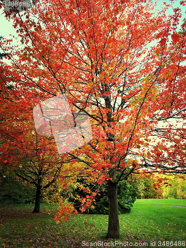 Image of Autumn landscape with colorful trees