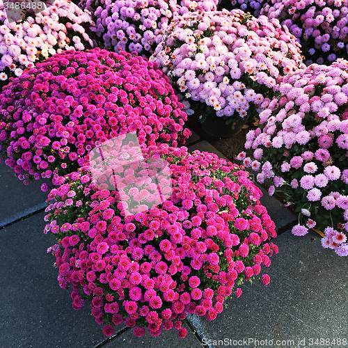 Image of Purple chrysanthemums