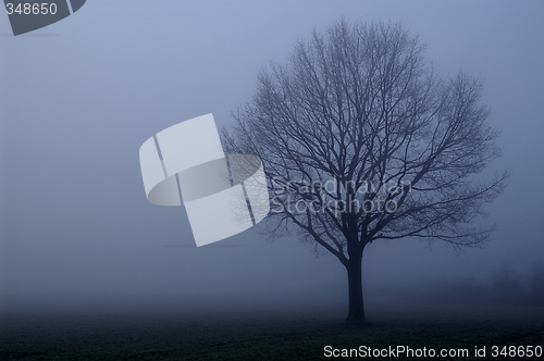 Image of Tree in the fog