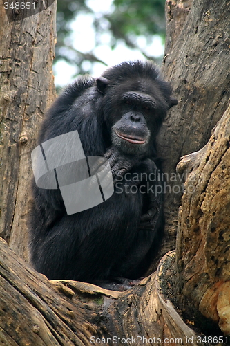 Image of Thinking Gorilla