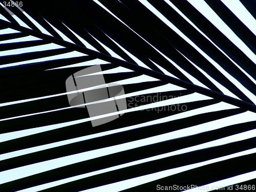 Image of Fern