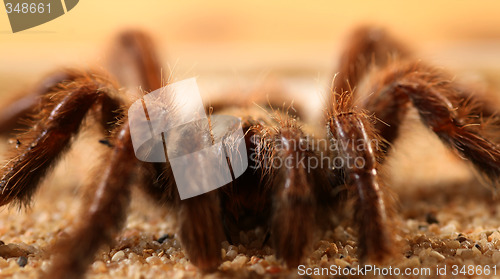 Image of Bird Spider (Avicularia spec.)