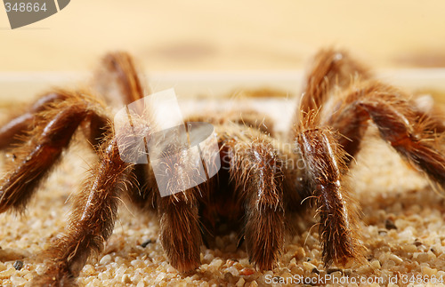 Image of Bird Spider (Avicularia spec.)